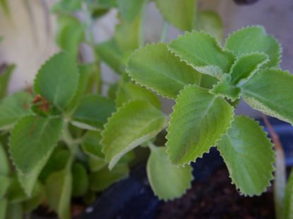 Exotic Culinary Herbs