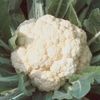 Cauliflower, Early White Hybrid