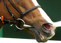 nose1.jpg