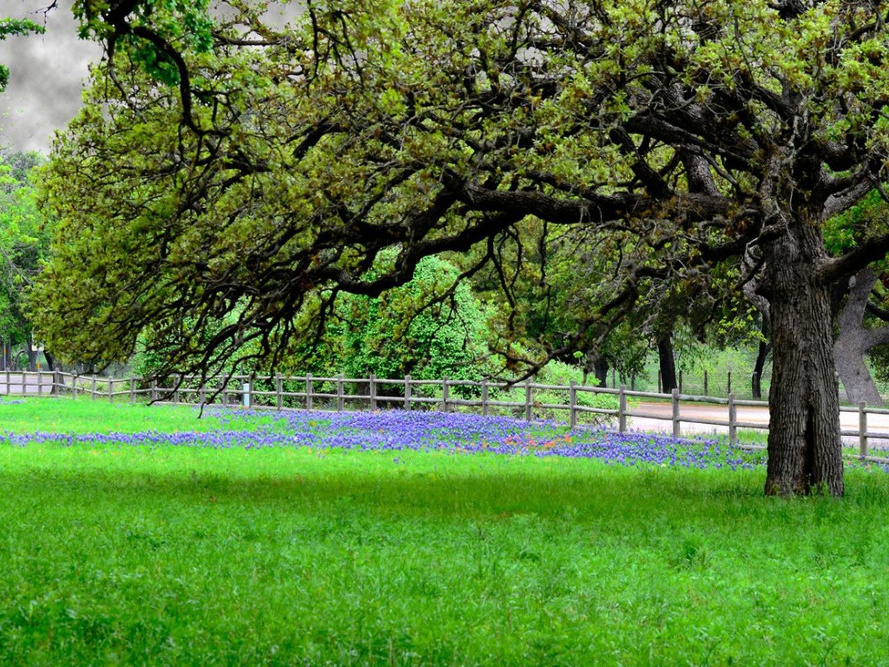 Large Tree Making A Shaded Area On Green Grass