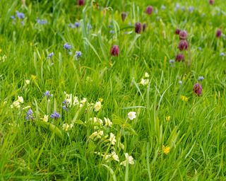 primrose, snakeshead fritillary, scilla, wood anemone and celandine growing in long grass in spring garden