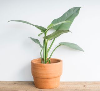 Some popular houseplants are toxic to humans and animals if eaten
