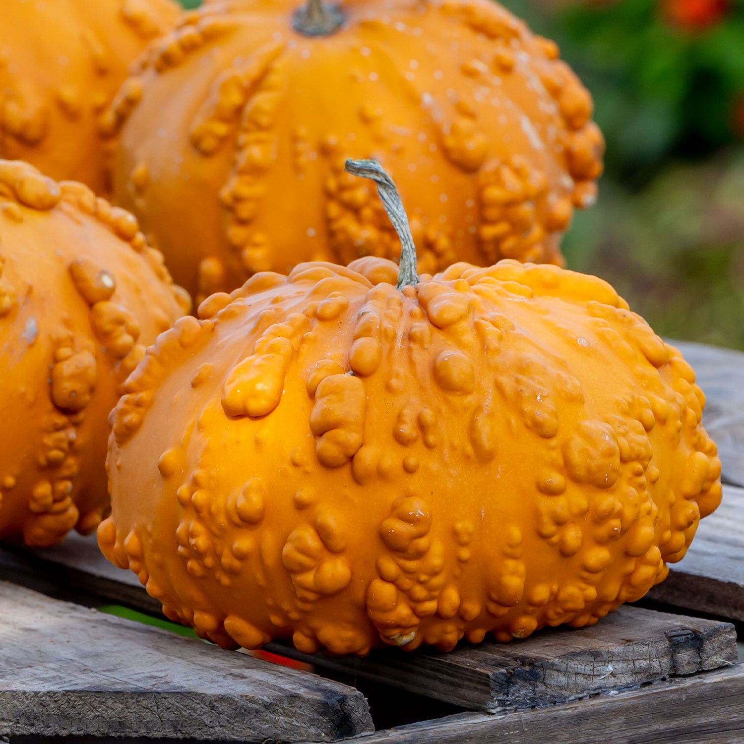 Sanchez Pumpkin Seeds