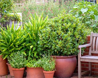 container gardening plants in terracotta pots