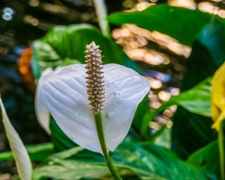 Close-up of peace lily
