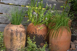 Herbs planted in rustic terracotta vases
