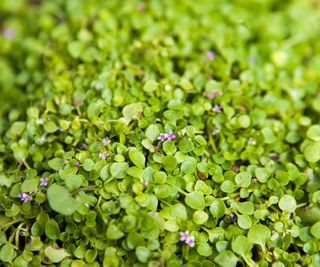 Corsican mint ground cover plant