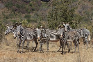A herd of Grévy's zebras.