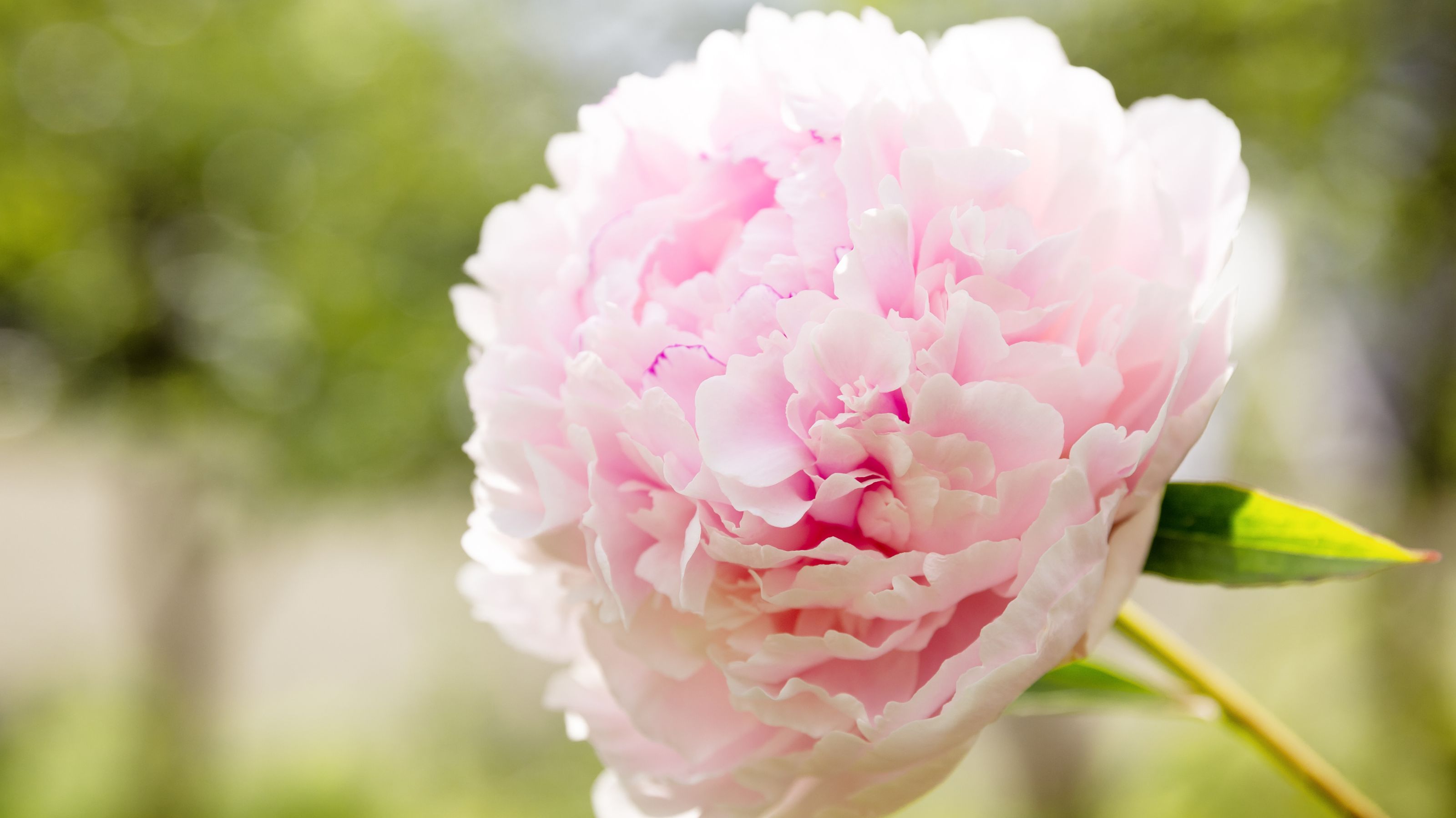One large pale pink peony flower of the variety Sarah Bernhardt