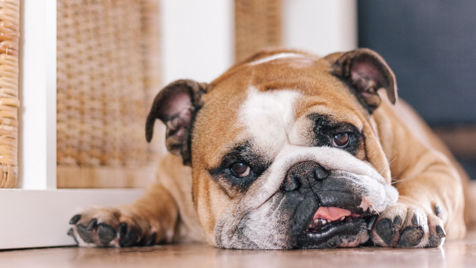 sleepy bulldog lying on the floor, looking in the camera