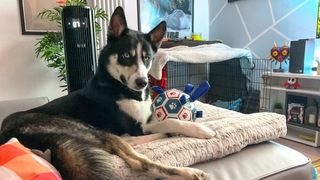 Bear the husky sitting on a sofa