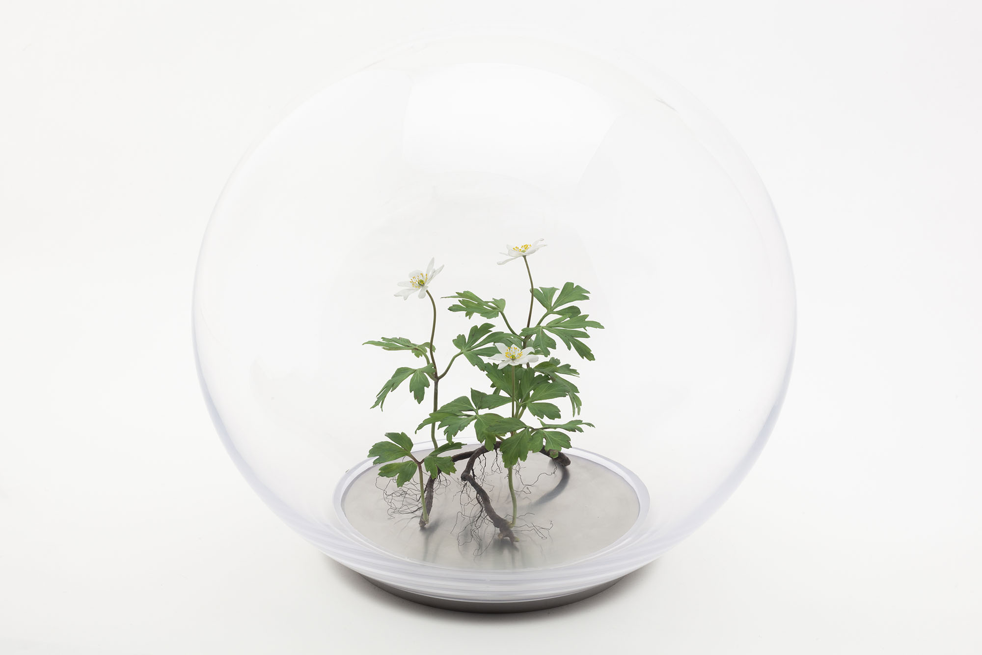 'Wood Anemone' sculpture, beewax paraffin, Annette Townsend, Ruup & Form.