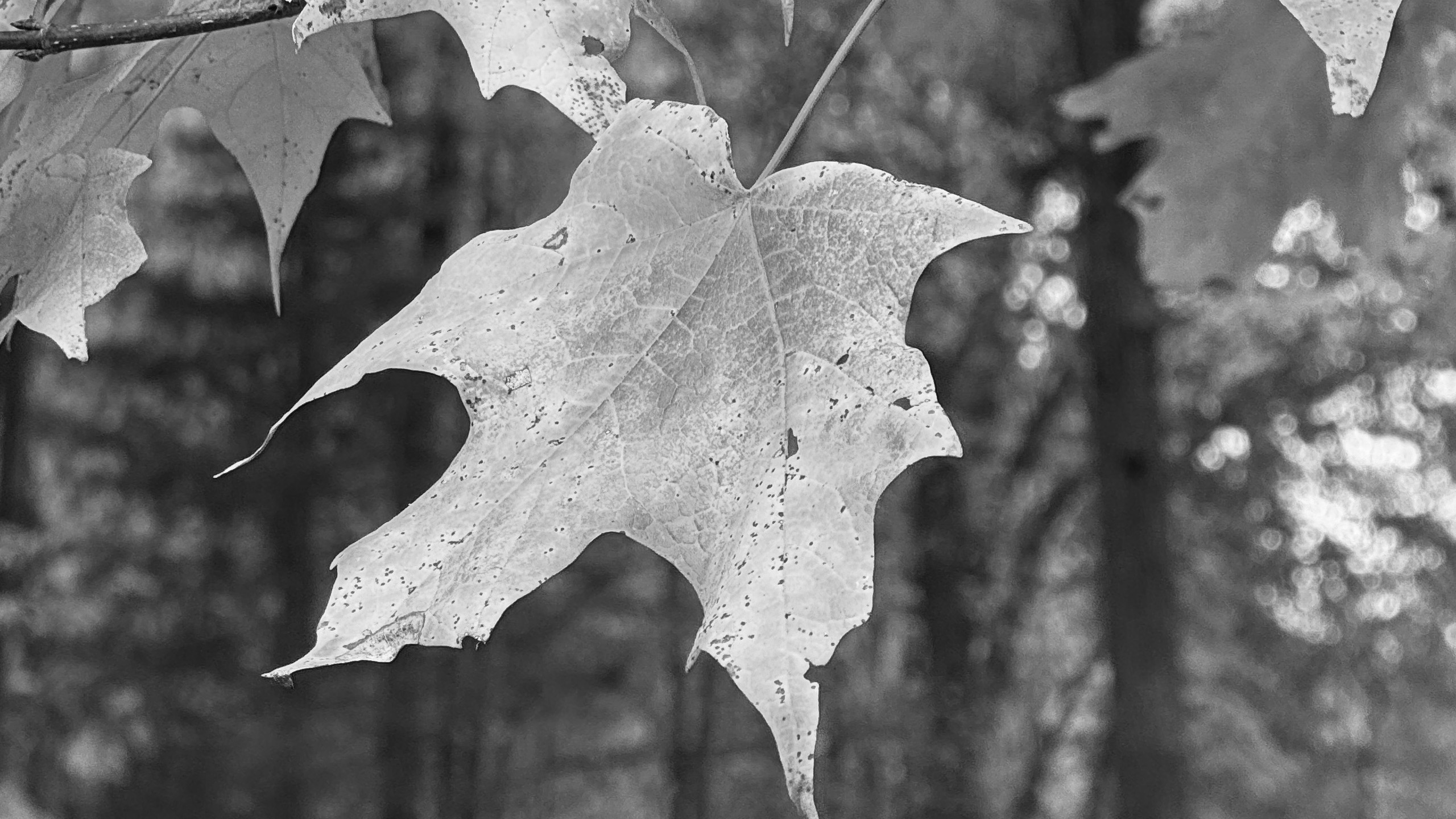 Image samples from Koloristika compared to the iPhone native camera