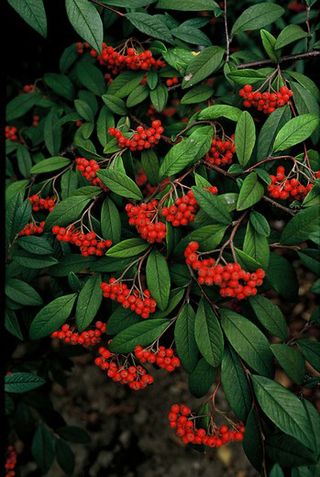 Cotoneaster shrub covered in red berries