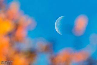 Autumn Moon of Sweden