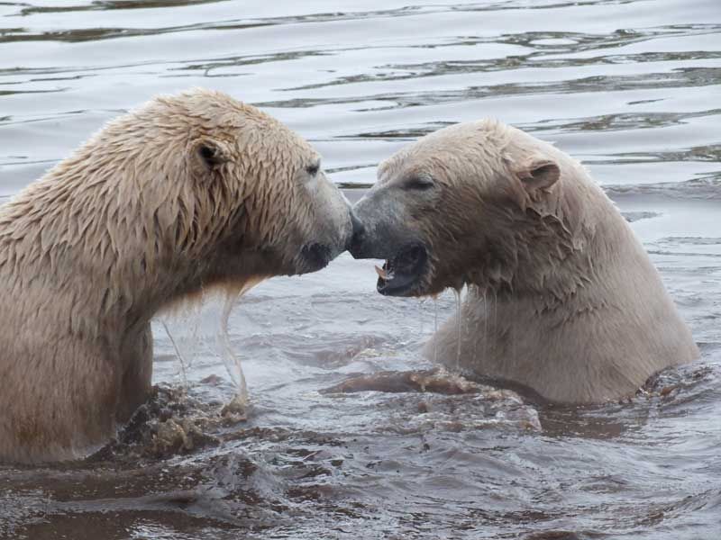 polar bear images, scottish polar bears, polar bear friends, cute polar bear photos, animal friends, animal news