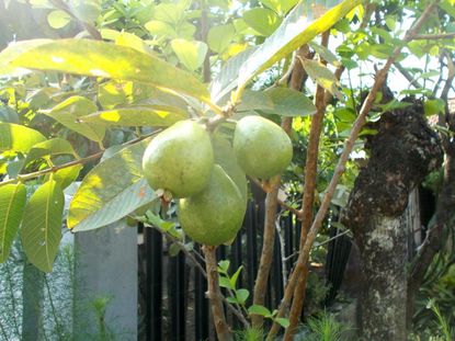 Guava Tree With Fruits