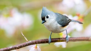 Tufted Titmouse