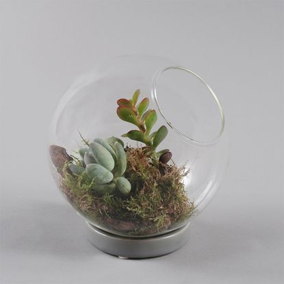 Top 10 Terrariums 