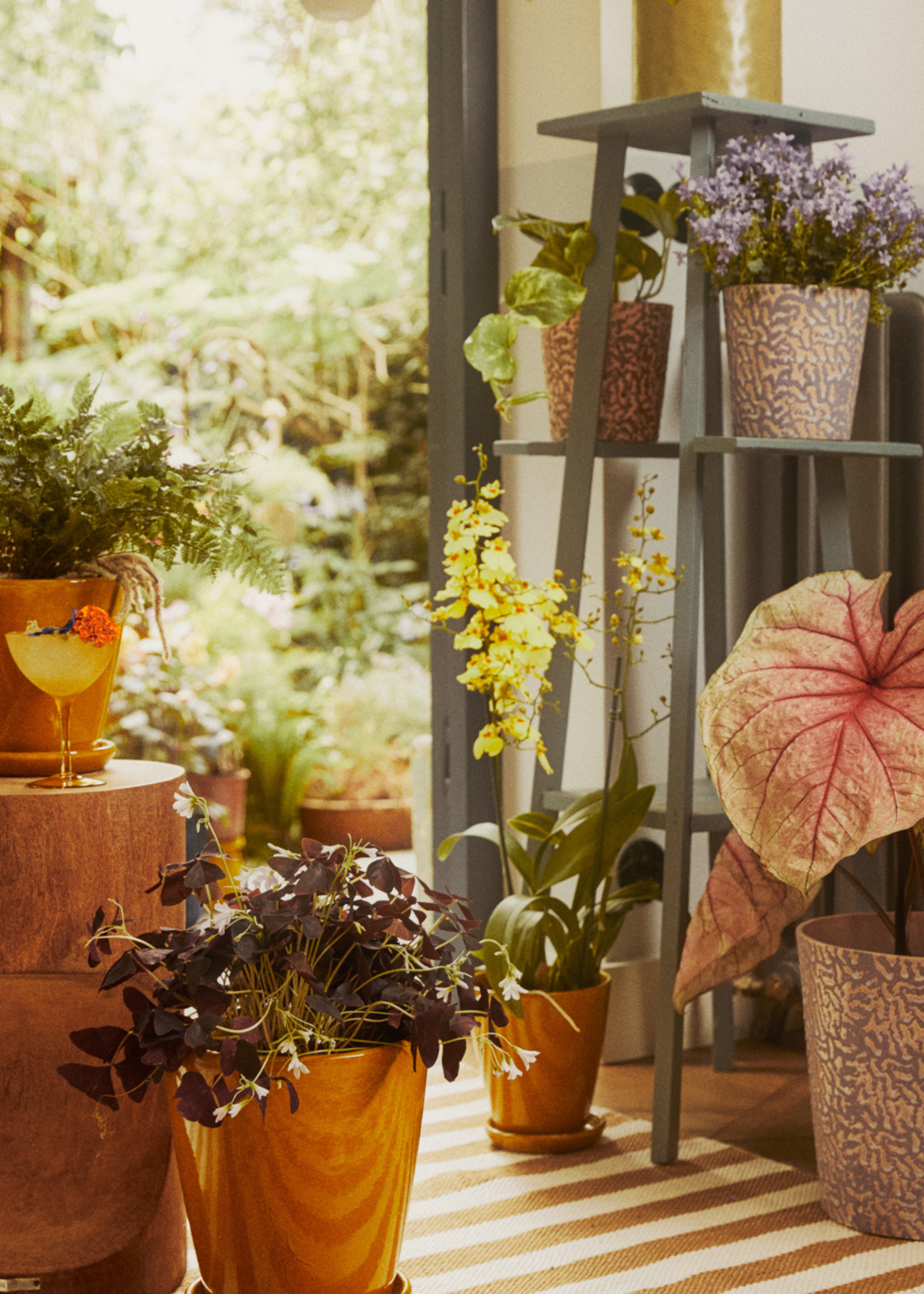A group of potted planters including elephant's ear, orchids and lavender