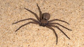 Photo of a six-eyed sand spider on a sandy background. It has a thick, stocky body, is a muddy brown in color and has six eyes arranged in three groups on its head.