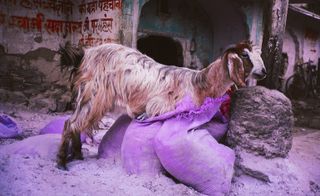 Goat in Purple