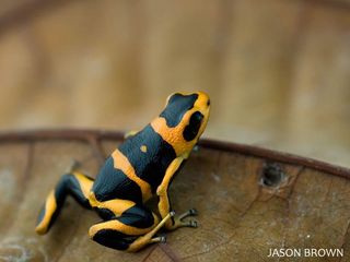 summers' poison frog is endangered