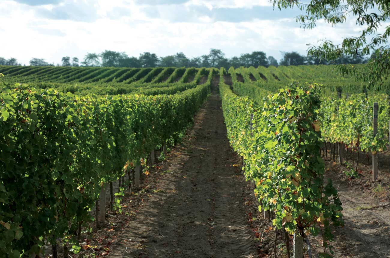 Rows of vines in bright sunshine