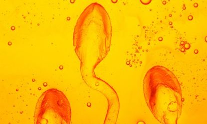 A mate's sperm can reportedly trigger chemical feelings of affection and closeness in women. 