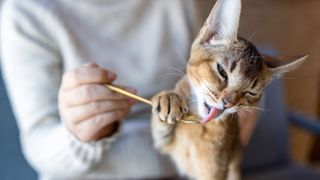 Cat licking food off a spoon