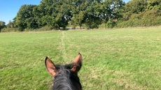 A view through a bay horse's ears on a bridleway