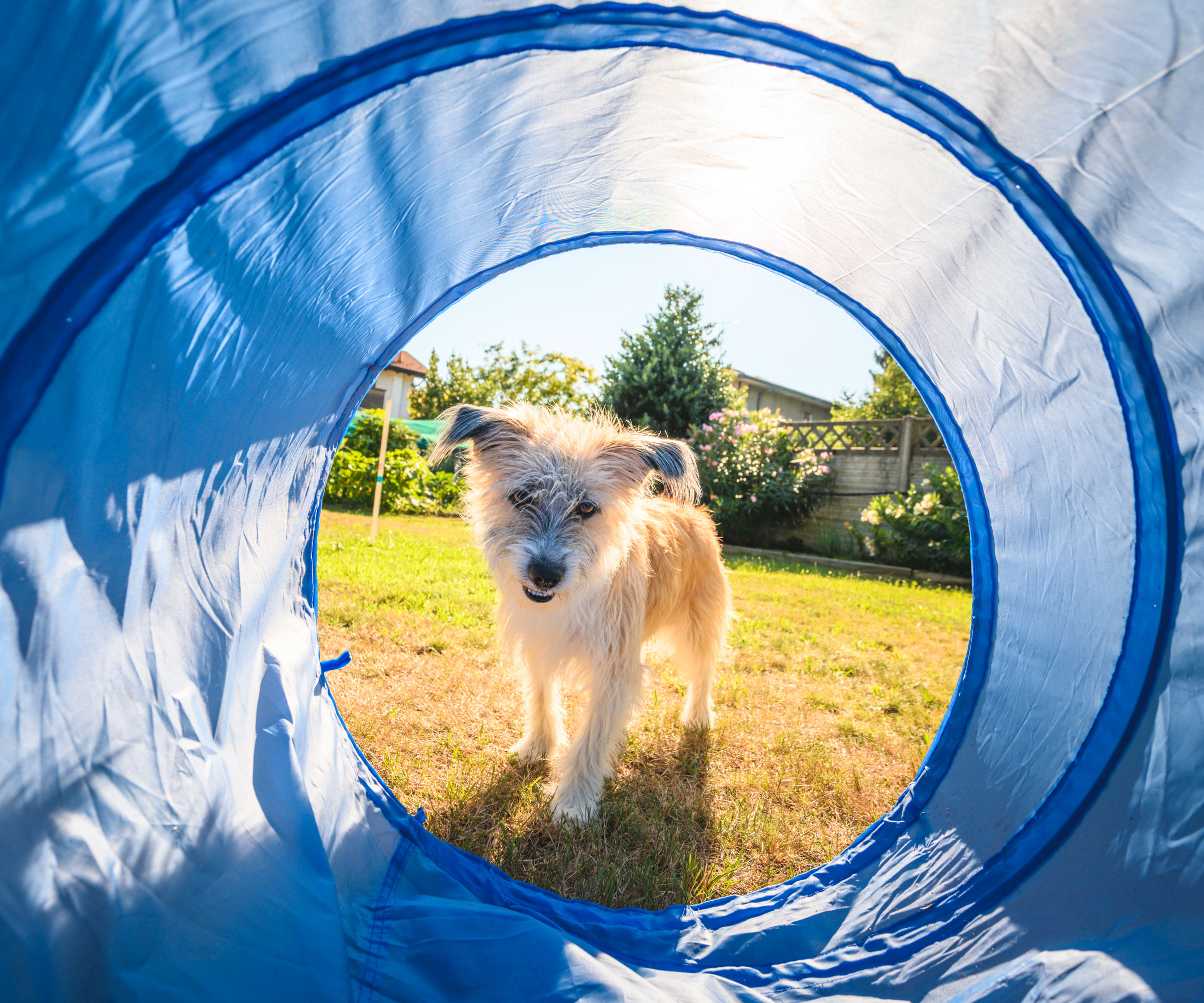 dog with blue childrens' activity tunnel