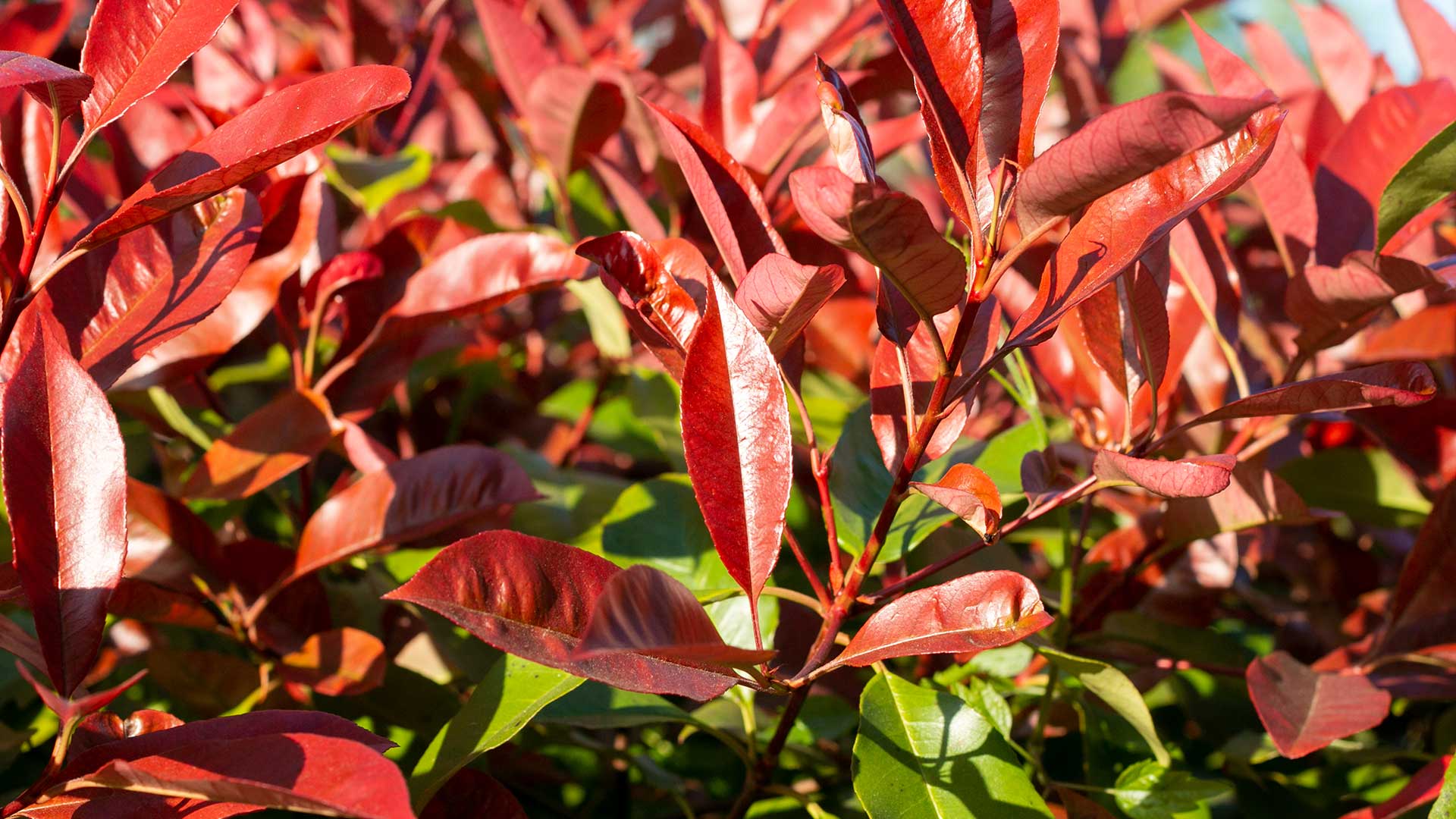 'Red Robin' photinia shrub