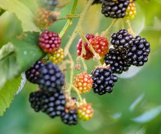 Ripe blackberries on a shrub in the sunshine