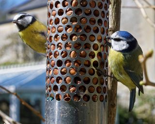 Two blue tits feeding on a nut bird feeder