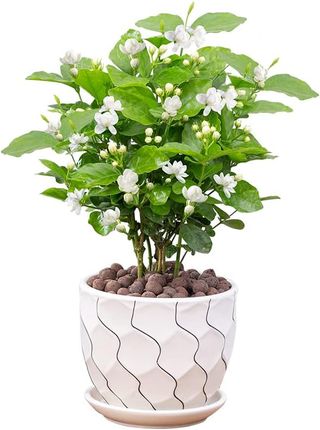 jasmine plant in pot