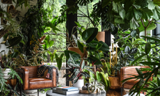 An urban jungle living room with modern, brown leather armchairs and an abundance of large, tropical houseplants against a wide window