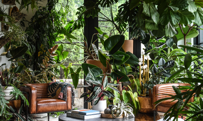An urban jungle living room with modern, brown leather armchairs and an abundance of large, tropical houseplants against a wide window