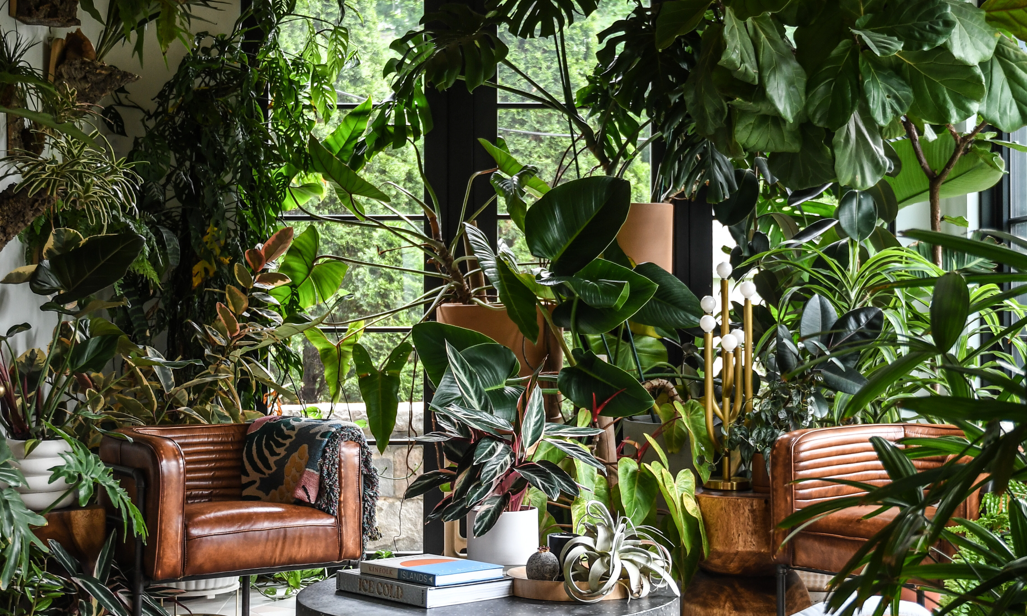 An urban jungle living room with modern, brown leather armchairs and an abundance of large, tropical houseplants against a wide window