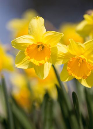 picture of yellow daffodils