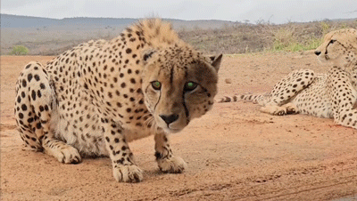 Cheetahs sitting outside a bird hide, filmed by Alex Brackx