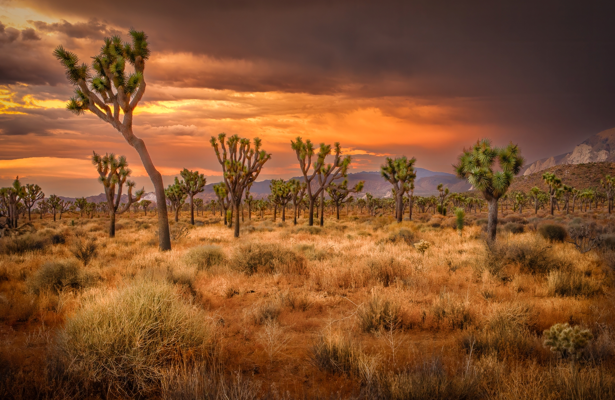 A photo of Joshua trees in California&#039;s Joshua Tree National Park.