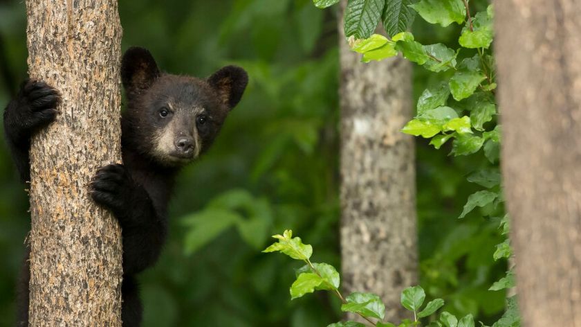 Black bear cub featured in The Americas