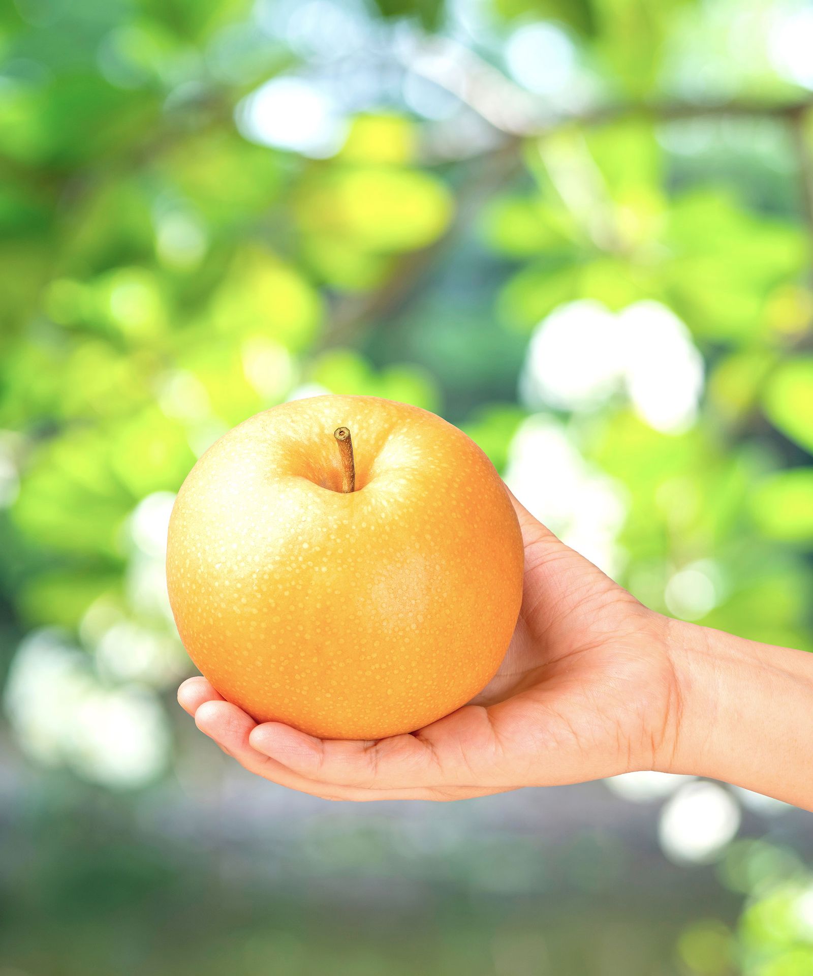 How to grow Asian pears expert tips on nashi fruits Homes & Gardens