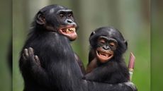 The 17-year-old male bonobo 'Manono' and 4-year-old male 'Pole' hug each other at Lola ya Bonobo Sanctuary in the Democratic Republic of Congo in 2010.