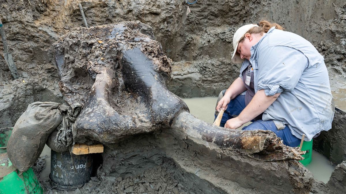 An archaeologist carefully brushes away mud from a tusk attached to a mastodon skull.