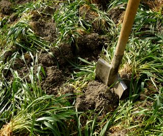 Digging in green manures so they can rot down and improve the soil