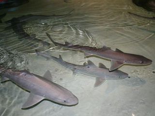 dogfish-shark-11093002