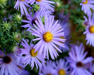 Blue aster or Michaelmas daisy in closeup