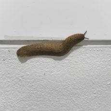 Slug